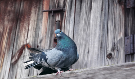 Dove. Free white dove walking along street. VIP dove. One dove. Important dove. Serious dove. Dove under sunlight. Dove in park. White dove. Beautiful dove. Street dove. Dove finding meal. Best doveの写真素材