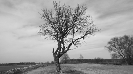One lonely tree is standing isolted on a field with snow during the winterの写真素材