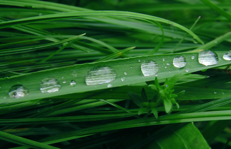 green grass with dew drops and blue bokeh. Morning dew on grass. blurred backgroundの写真素材