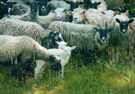 Flock of sheep grazing in a hill at sunset.の写真素材