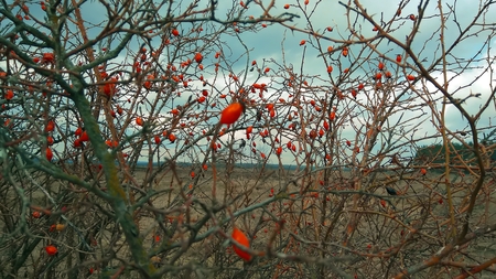 Briar fruit, wild rose hip shrub in natureの写真素材