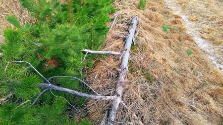 Young spruce seedling tree surrounded with a shreaded wood mulch growing in a plant nursery.の写真素材