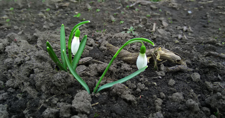 Snowdrops rising from the snow to announce springの写真素材
