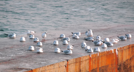 Gulls on the sea at the pier in the summerの写真素材