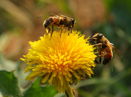 bees collect pollen from a dandelion, summer, nature