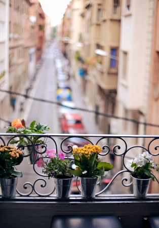 potted plants on an open window sillの写真素材