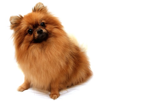 Spitz dog, shot on a white backgroundの写真素材