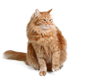 Emotional red cat, isolated on white backgroundの写真素材