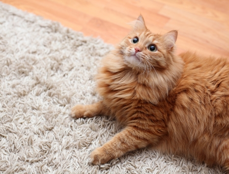 red fluffy cat is on carpet, looking upの写真素材