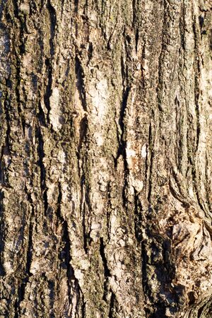 wood textureの写真素材