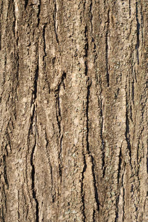 wood textureの写真素材