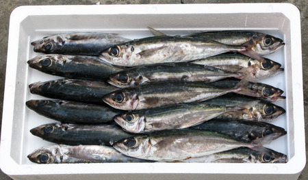 horse mackerel in polystyrene boxの写真素材