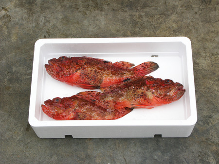 Fresh Mediterranean scorpionfish, polystyrene boxの写真素材