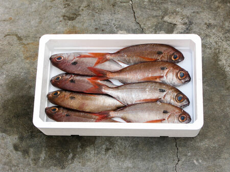 Blackspot Seabream in white boxの写真素材