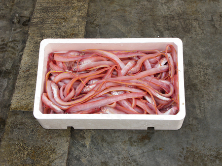 Red fresh mediterranean bandfish, polystyrene, boxの写真素材