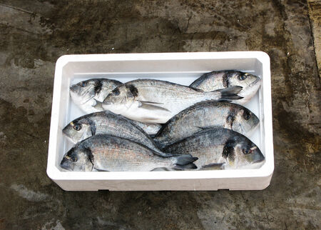 Fresh Mediterranean gilthead bream, polystyrene boxの写真素材