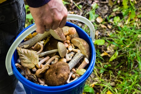 Full bucket of mushrooms in a manの写真素材