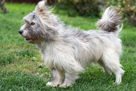 Little gray dog on a green grass. Windy weather