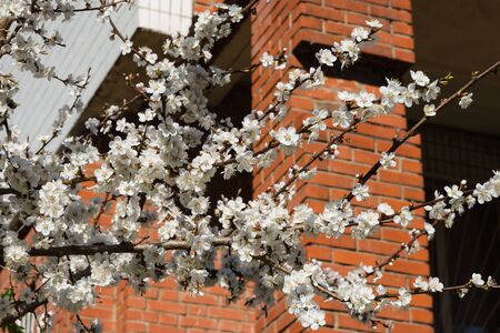 The blossoming cherry branches against the brick buildingの写真素材