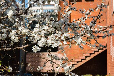 The blossoming cherry branches against the brick buildingの写真素材