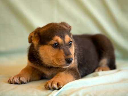 One pretty puppy of a mongrel lying on a light green cover.の写真素材
