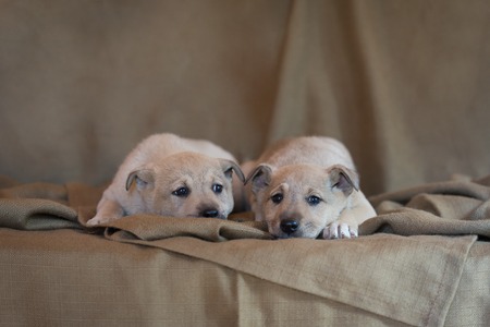 Two little puppies of a mongrel lying on a brown fabric cover.の写真素材