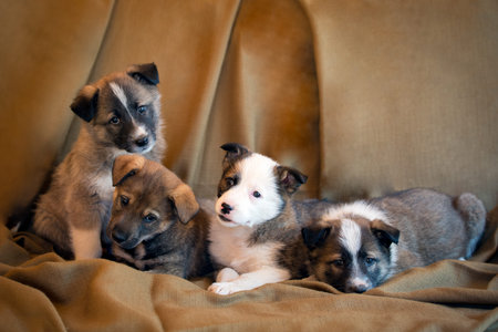 Four adorable eight week old puppies of a mongrel sitting together in a row on a brown fabric background.の写真素材