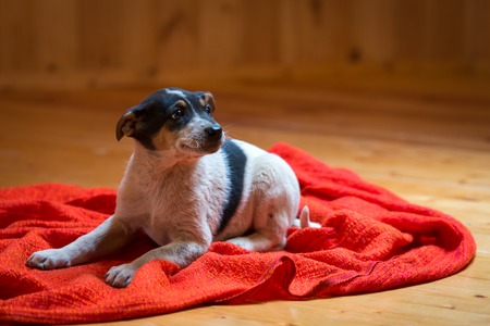 Cute eight week old bicolor the mongrel puppy lying on a red background of fabric.の写真素材