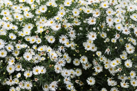 Flowering in autumn Perennial Aster. Flowering Glade. Selective focusの写真素材