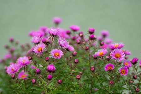 Flowering in autumn Perennial Aster. Flowering bush. Selective focusの写真素材