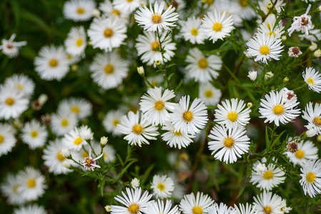 Flowering in autumn Perennial Aster. Flowering Glade. Selective focusの写真素材