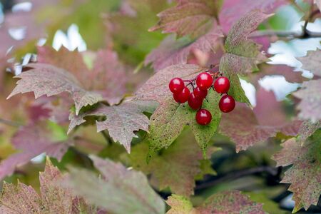Closeup of bunches of red berries of a Guelder rose or Viburnum opulus shrub on a cloudy day at the autumn season.の写真素材