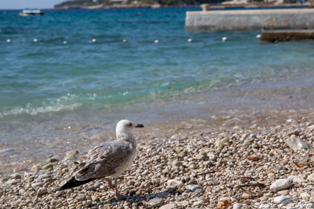 Sea gull at the beach in Croatiaの写真素材
