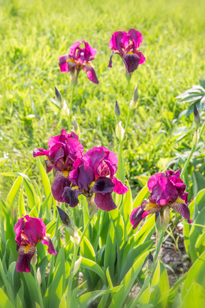 Romantic flowerbed in purple tones.Beautiful colorful flowers - iris, onion decorative, aquilegia, lupins.の写真素材