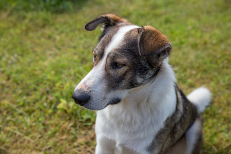 Dog in summer gardenの写真素材