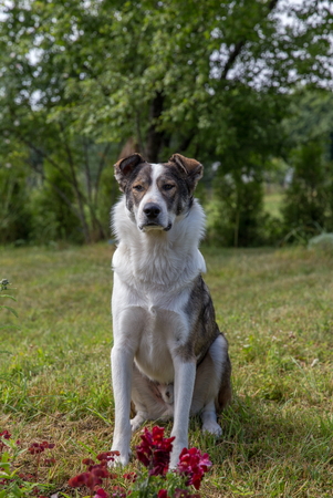 Dog in summer gardenの写真素材