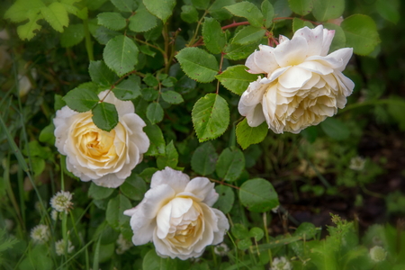 Blooming rose in the garden on a sunny day. David Austin Rose Crocus Roseの写真素材