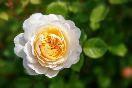 Blooming rose in the garden on a sunny day. David Austin Rose Crocus Roseの写真素材