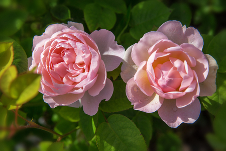 Blooming rose in the garden on a sunny day. David Austin Rose Gentle Hermione.の写真素材