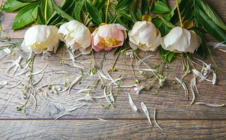 Stunning pink peonies on white rustic wooden background. Copy spaceの写真素材