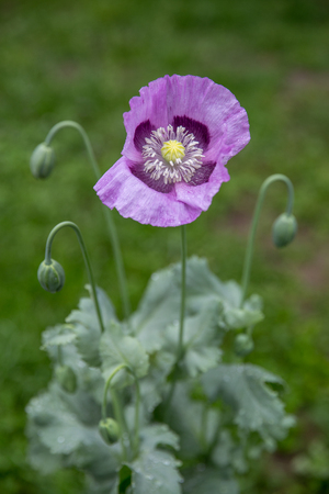 Closeup of purple poppy flower on a meadow in bright sunlight.の写真素材