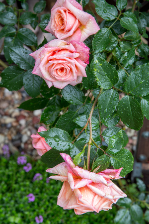 Beautiful pink rose in a gardenの写真素材