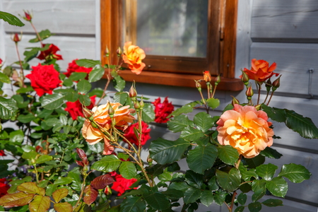 Beautiful orange and red roses in a gardenの写真素材