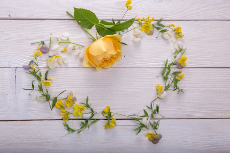 Yellow rose on white wooden background. David Austin Rose Golden Celebrationの写真素材