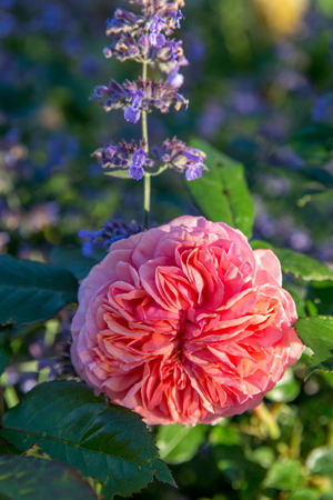 Beautiful pink rose in a gardenの写真素材
