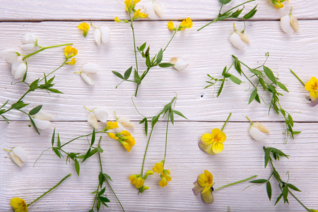 Yellow Wildflowers wooden backgroundの写真素材