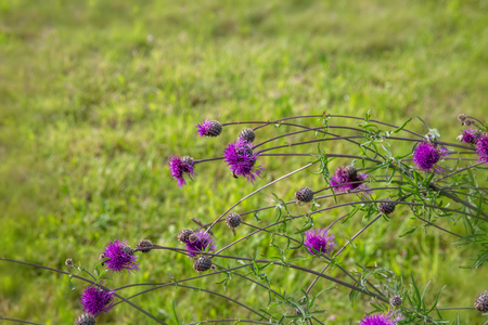 Thistle, Carduus,Thistle flower at sunrise in golden tones, selective focus. The Thistle is a symbol of Scotland. Close-up of a Thistle, the national flower of Scotland. Natural seasonal backgroundの写真素材