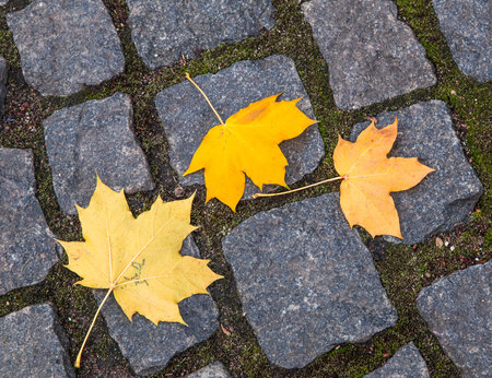 Maple yellow leaves on the stone paving tile for backgroundの写真素材