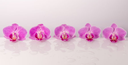 Purple orchid isolated on white. Spa backgroundの写真素材
