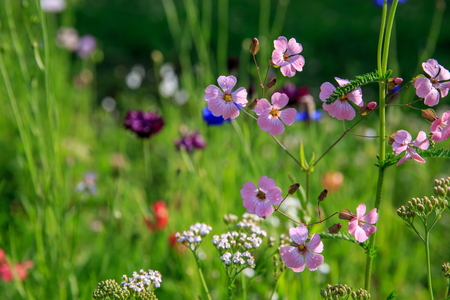 Beautiful meadow field with wild flowers. Spring or summer wildflowers closeup. Health care concept. Rural field. Alternative medicine. Environmentの写真素材